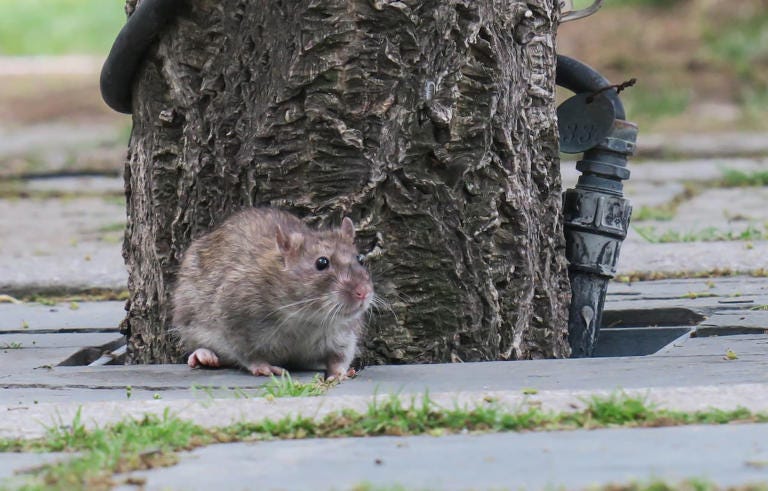 Some Toronto councillors want the create a rat reduction strategy to deal with an increasing number of complaints about the rodents. City council will consider the request at a meeting later this month.