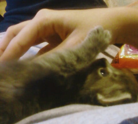 Kali Kitten Cat Bites Kali Kitten Cat Bites
