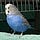 User's avatar
