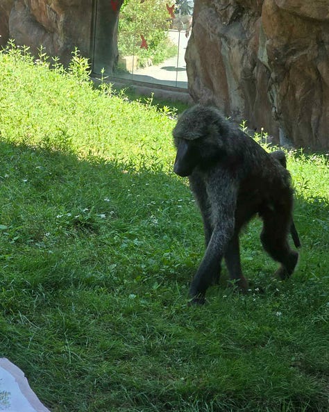 Pictures of baboons, an orangutan, a spider monkey, and a gorilla.