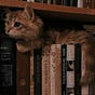 The Story of Her and the Cat's avatar