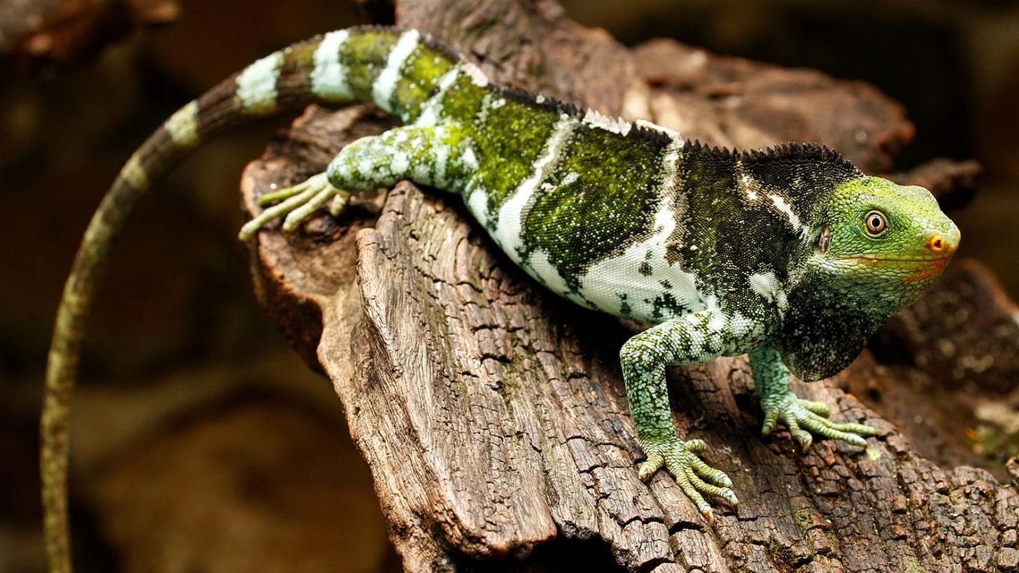 Una especie de iguana en peligro crítico de extinción, Brachylophus vitiensis, en un trozo de corteza en la isla Viti Levu en Fiji.