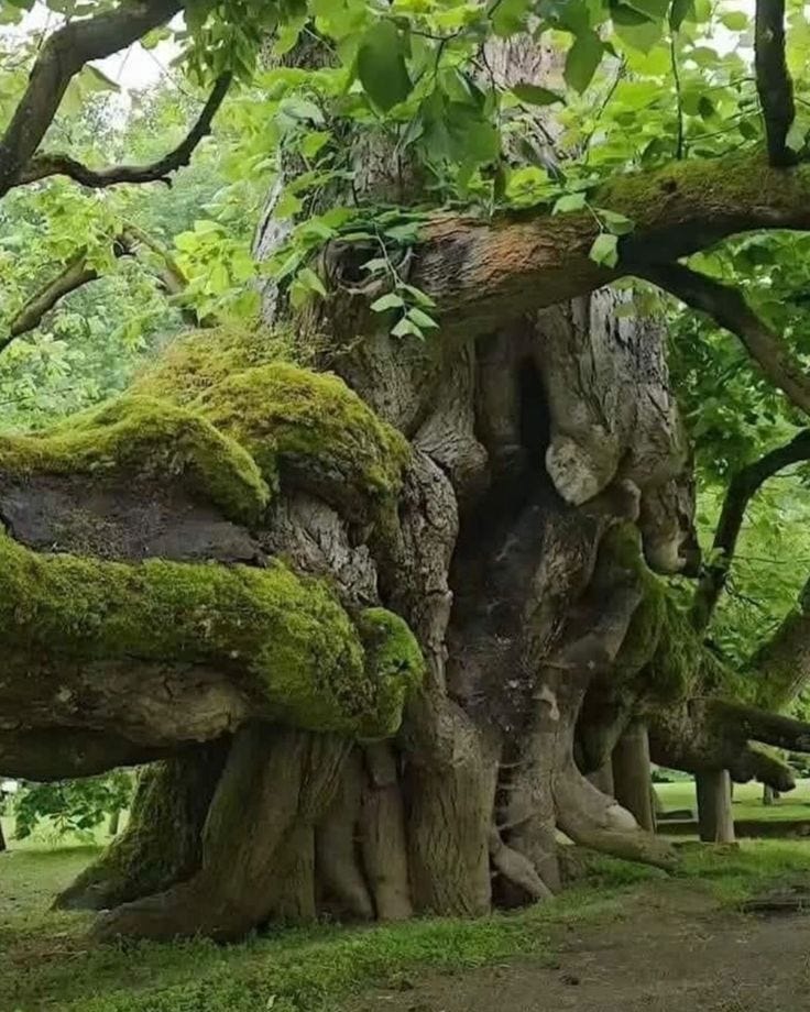 This may contain: an old tree with moss growing on it