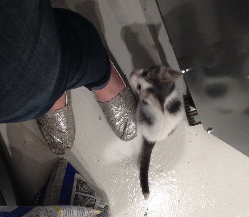 Tiny kitten by my feet Tiny kitten by my feet