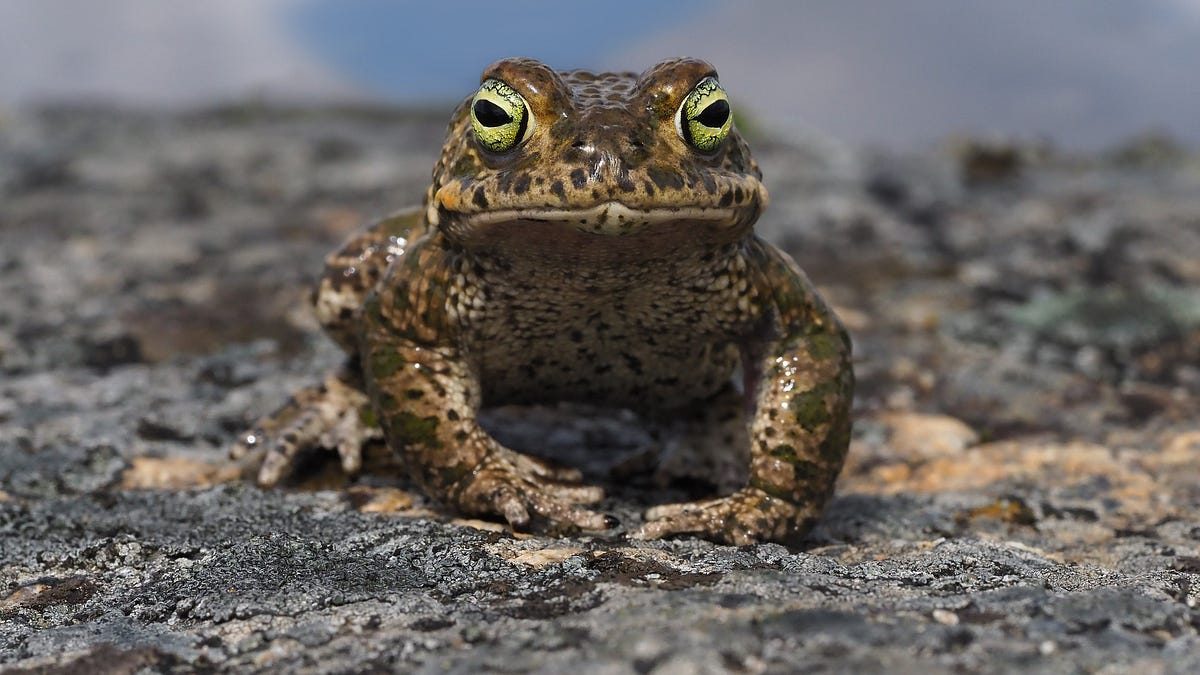 £35k plan to excavate Ainsdale sand dunes and improve habitats for natterjack toads