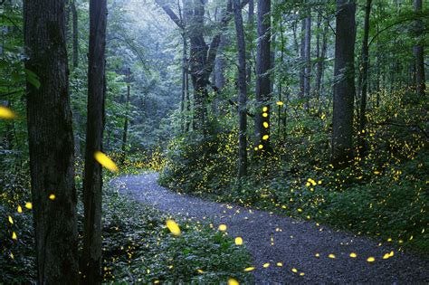 In a limited engagement, the fireflies blink in sync in the Great Smoky ...