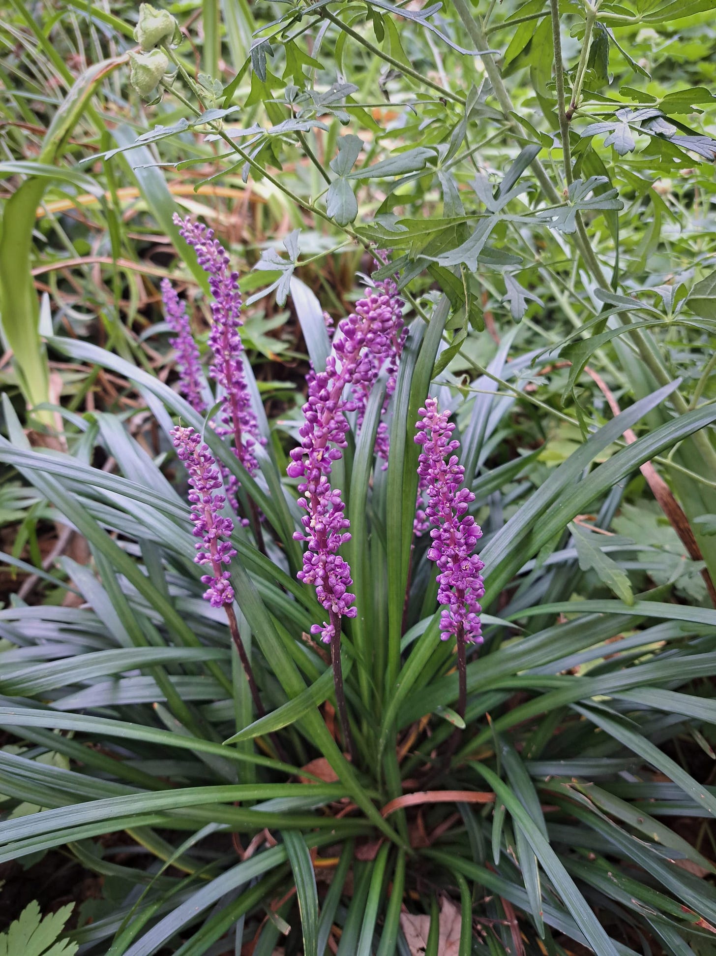 Lily turf