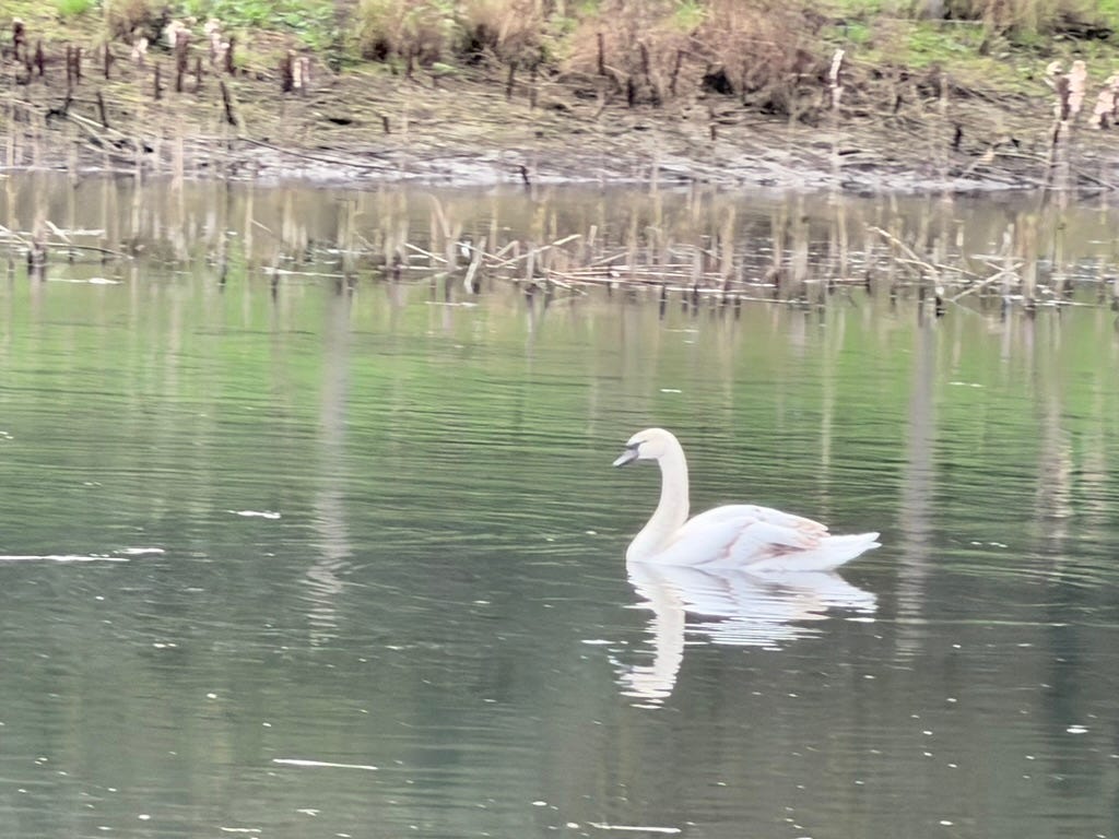 Swan swimming on local lake. Swan swimming on local lake.