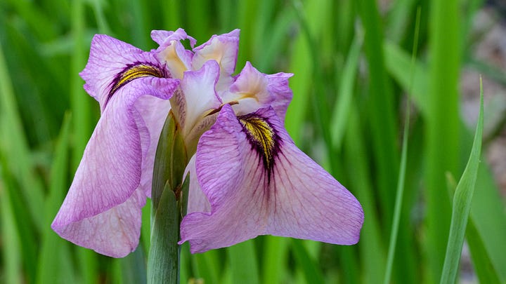 iris pseudata