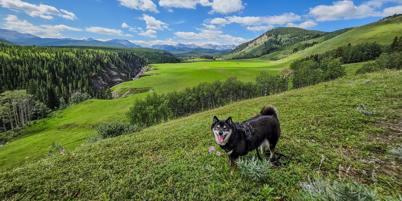 Vital Animal News: August 17, 2025