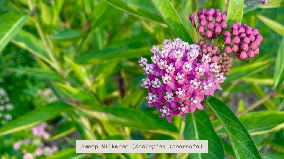 Swamp Milkweek, Asclepias incarnata, in the backwards border plan for a damp, sunny area