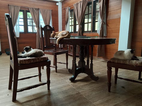 Orange cat shown in three scenes: on a tiled porch, resting on a wooden table indoors with other cats, and lying on a bed