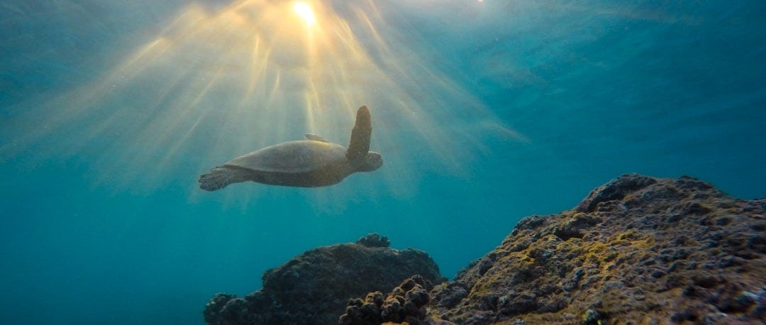 underwater photo of turtle near rock formation during daytime underwater photo of turtle near rock formation during daytime