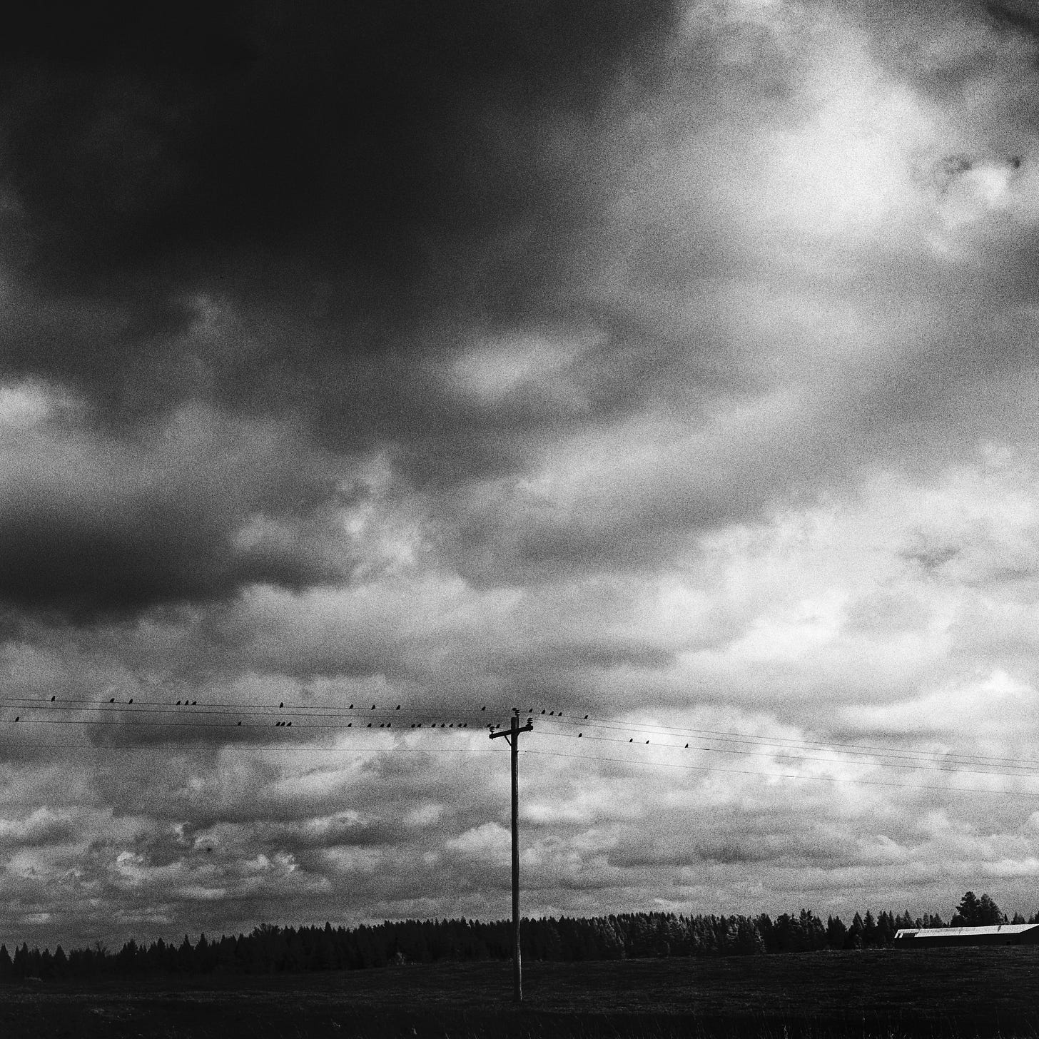 Birds on a wire