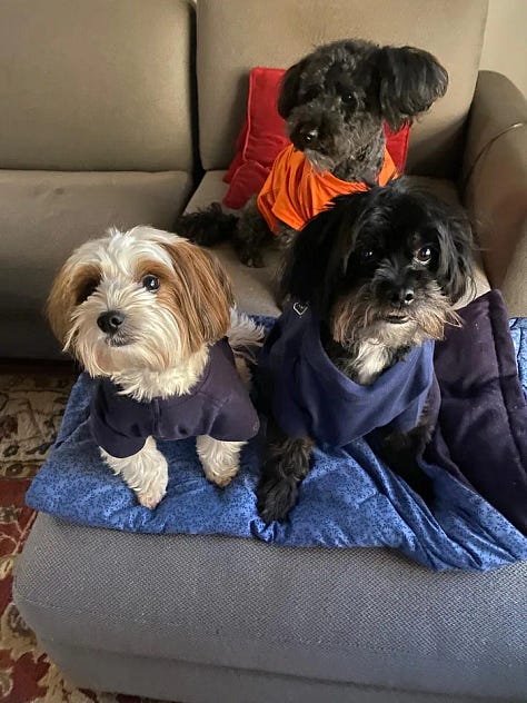 Teddy, Morkie, and Sophie, Prince, Mexipets rescue dogs and cats