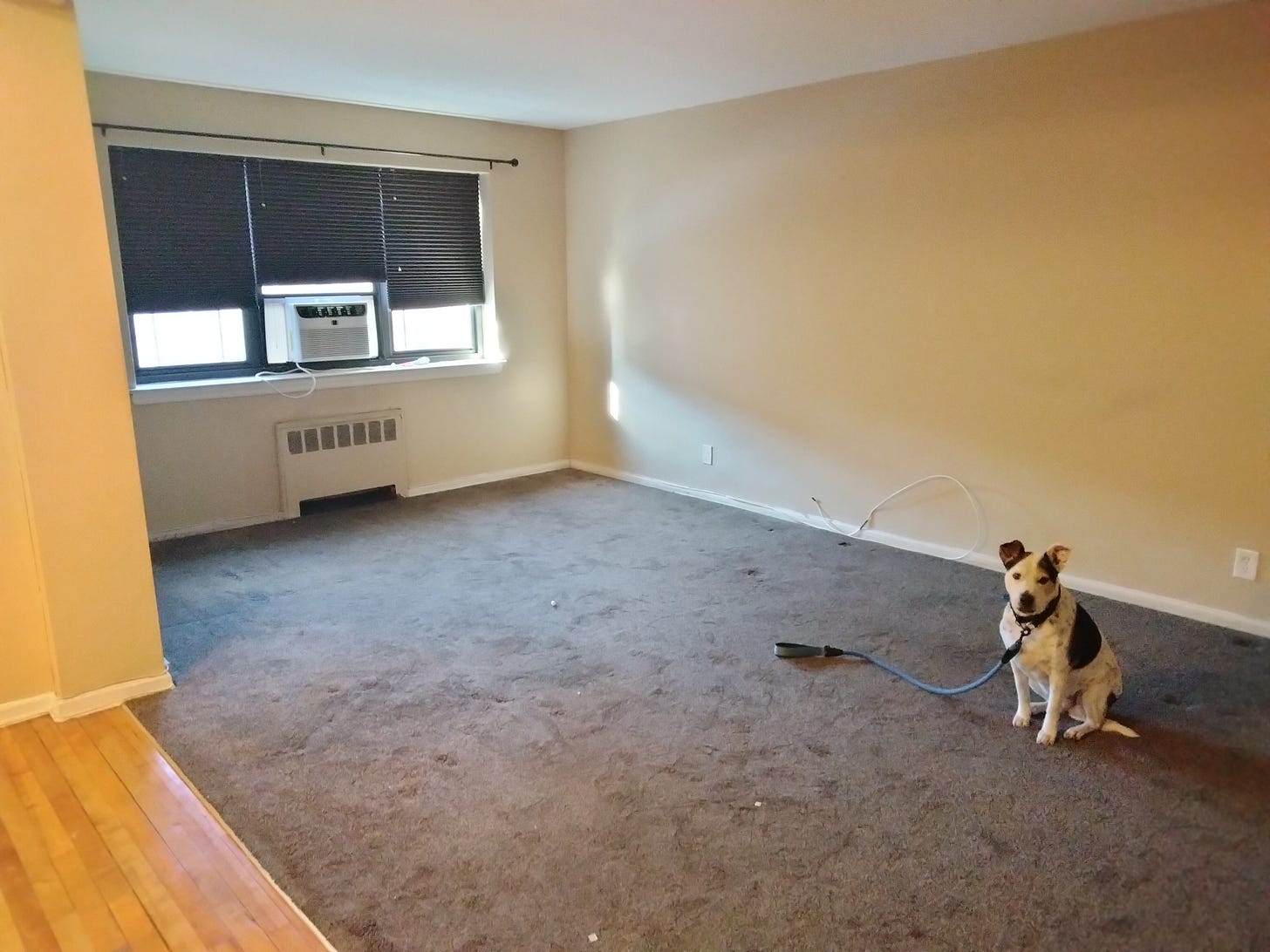 Matt's dog, Joy, sits on a leash in a mostly empty apartment living room with beige walls, gray carpet, dark window blinds, and a window air conditioner. Matt's dog, Joy, sits on a leash in a mostly empty apartment living room with beige walls, gray carpet, dark window blinds, and a window air conditioner.