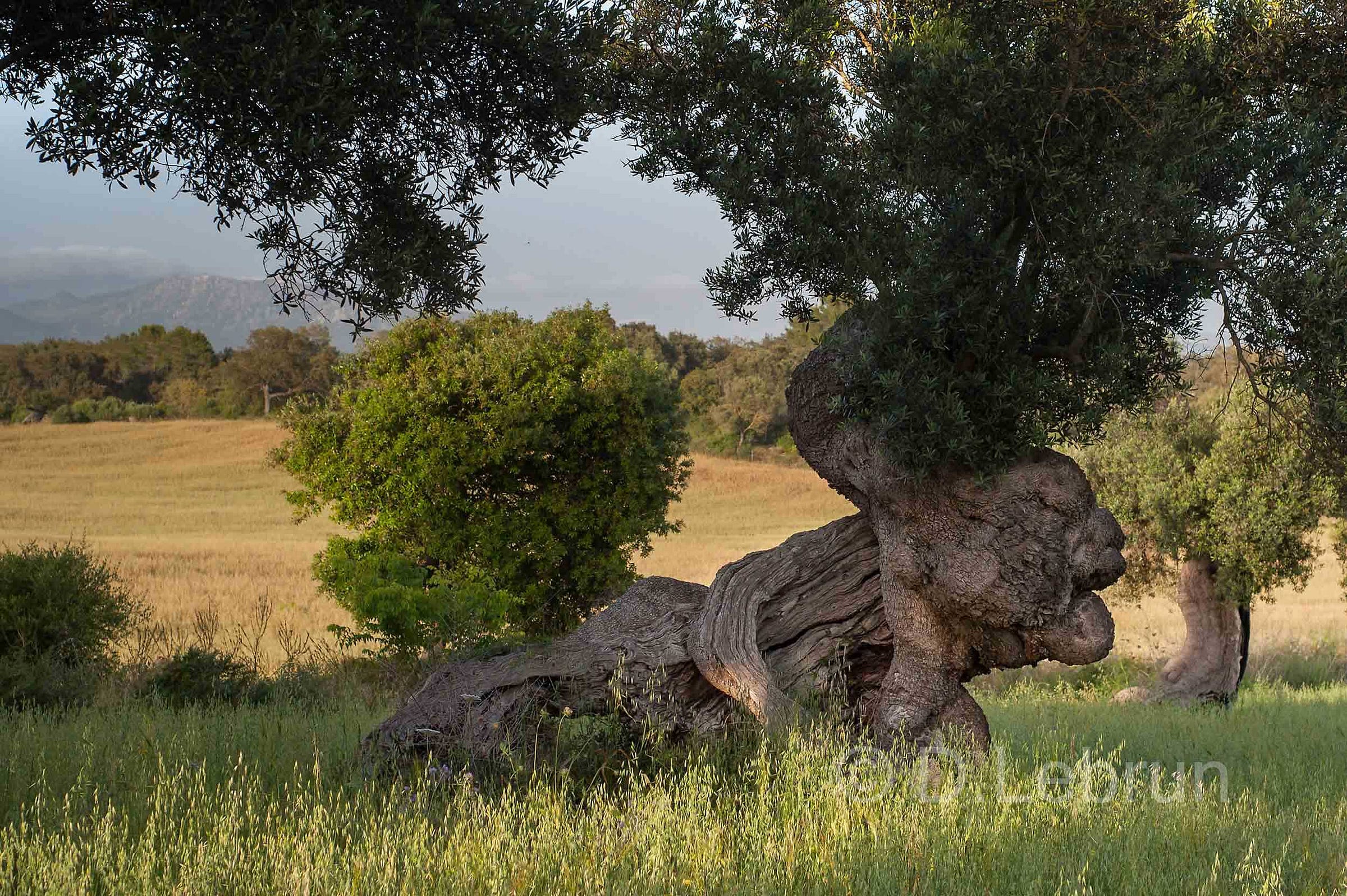 The millennial olive grove can only be visited by people who are able to pay accommodation at the 1st class tourist resort, Mallorca, 2016 (photo/Dorothee Lebrun). The millennial olive grove can only be visited by people who are able to pay accommodation at the 1st class tourist resort, Mallorca, 2016 (photo/Dorothee Lebrun).