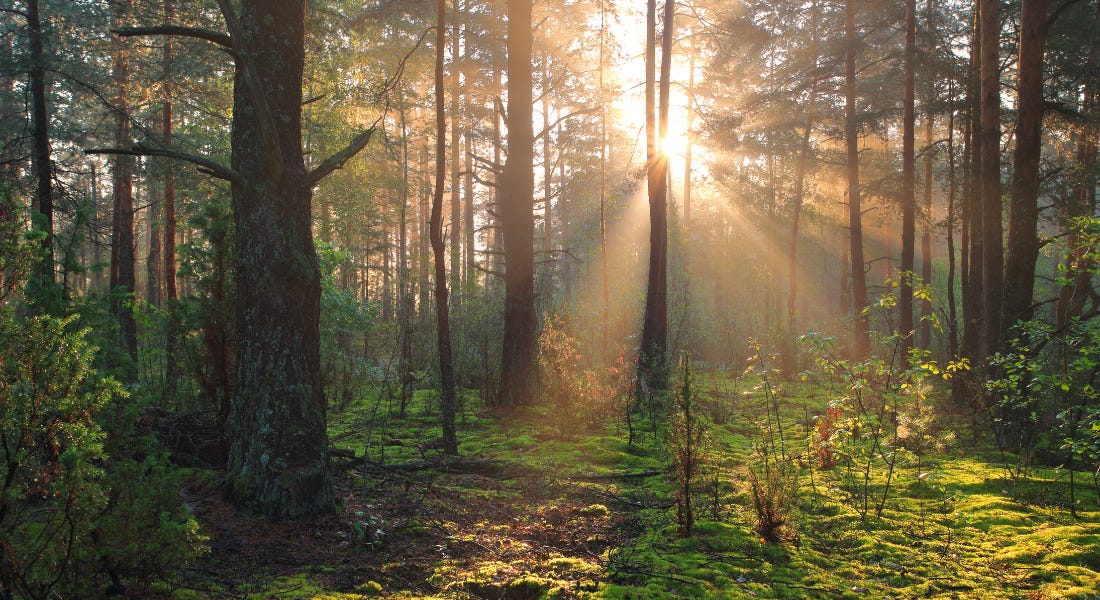 A forest with tall brown trees with little foliage and green moss on the ground