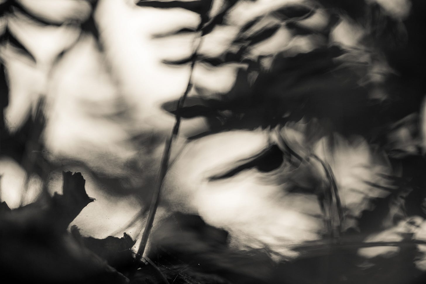 An abstract, monochromatic study of light and dark, showing the soft, ethereal silhouettes of fern leaves and stems, evoking a sense of nature's energy and river spirits. An abstract, monochromatic study of light and dark, showing the soft, ethereal silhouettes of fern leaves and stems, evoking a sense of nature's energy and river spirits.