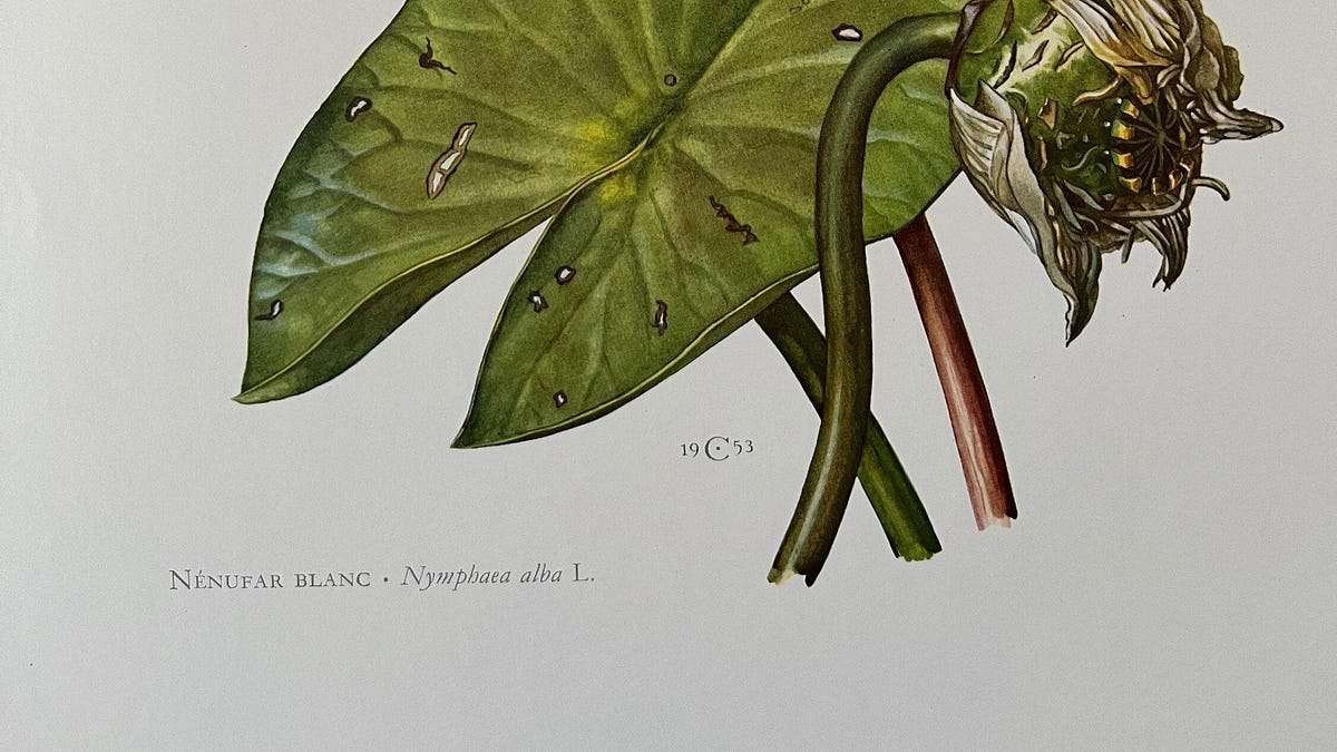 From the Spring Foraging Cookbook: Water Lily and Wild Geranium