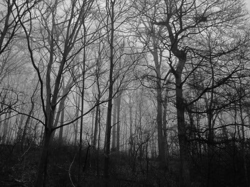 take to the woods