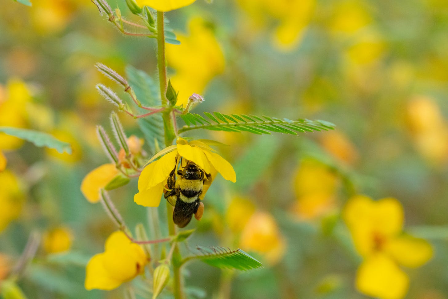 A large black and yellow bumblebee on a yellow flower of a plant with ferny leaves. The soft focus background is yellow and green of other flowers in the field.