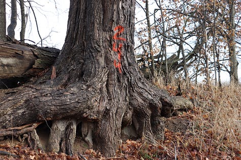 Old maples on borrowed time.