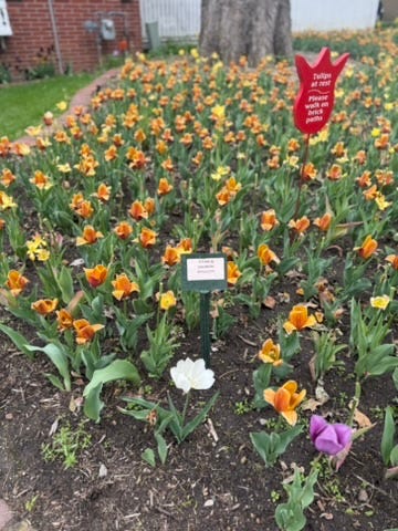 Tulips at Pella's Tulip Time
