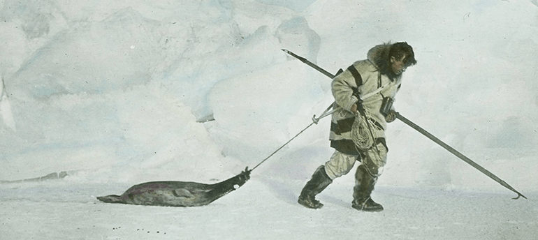 Arctic explorer Vilhjalmur Stefansson, demonstrating survival skills, dragging a seal back to camp in the 1910s.