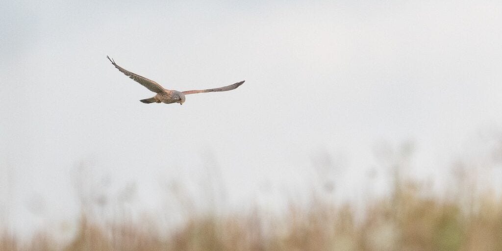 Gerard Manley Hopkins