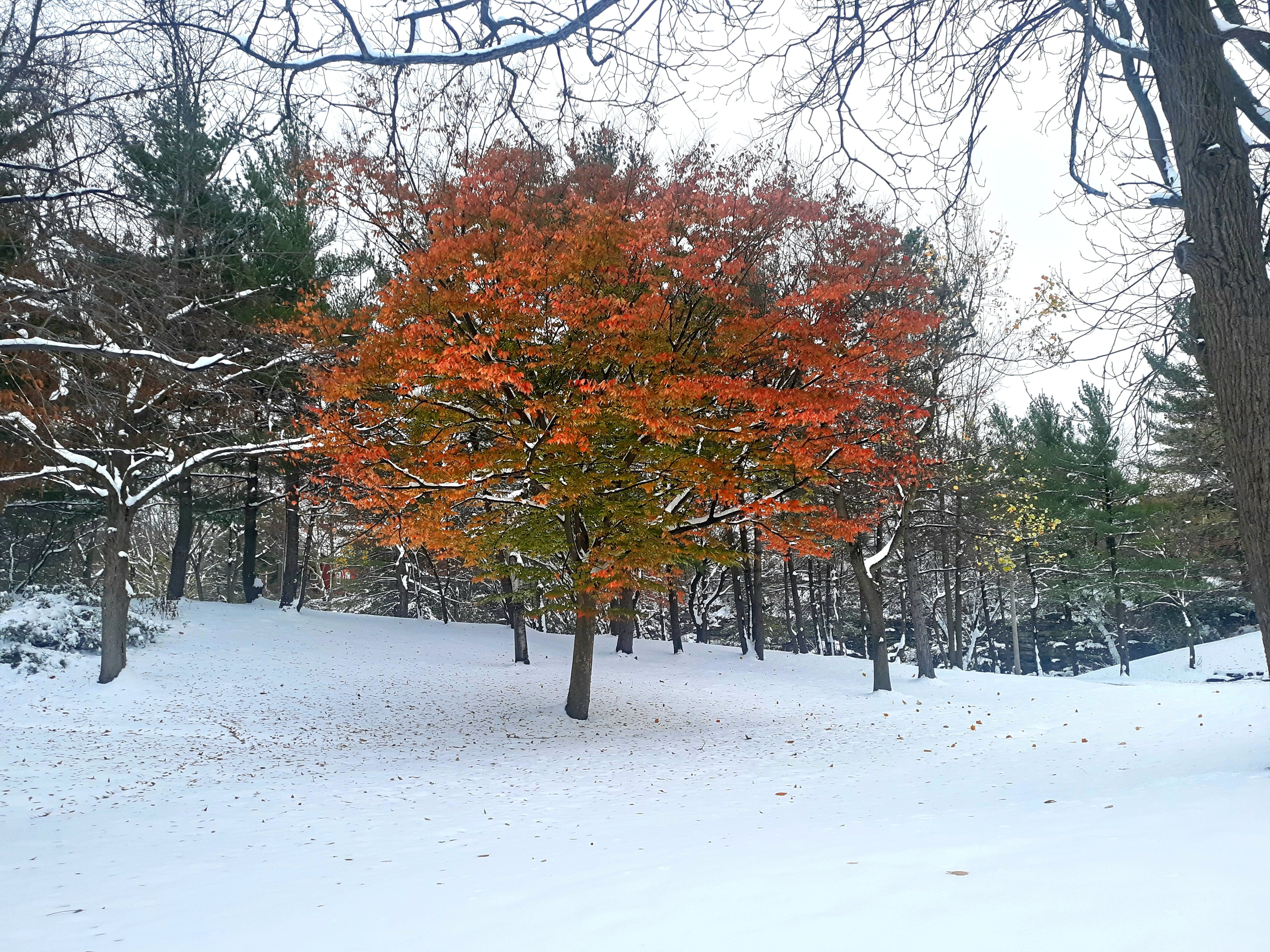 Trees - by Tim Ecker - Tim's Substack