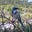 Birdergirl's avatar