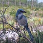 Birdergirl's avatar