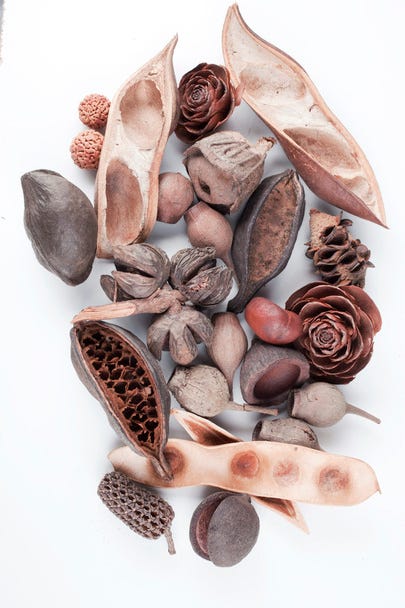 Collection of dried seed pods from various plants on white background Collection of dried seed pods from various plants on white background