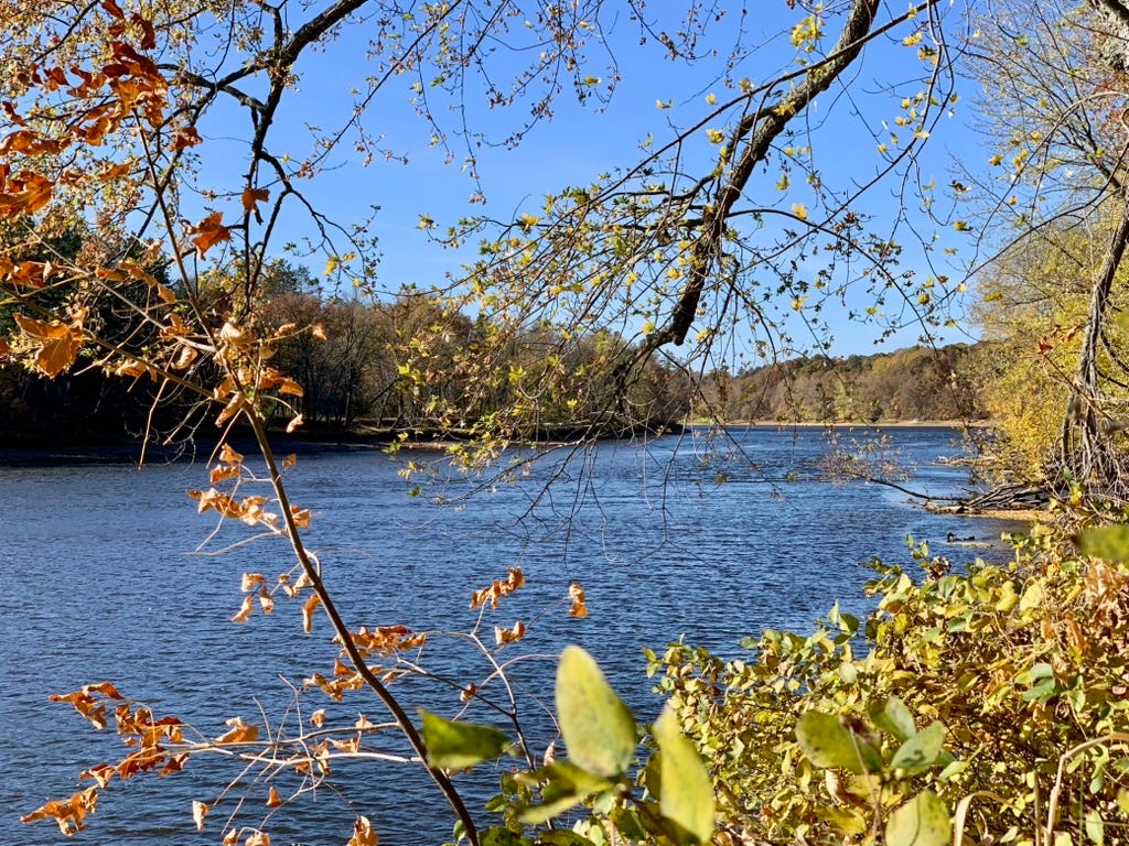 A lake with trees and bushes

Description automatically generated