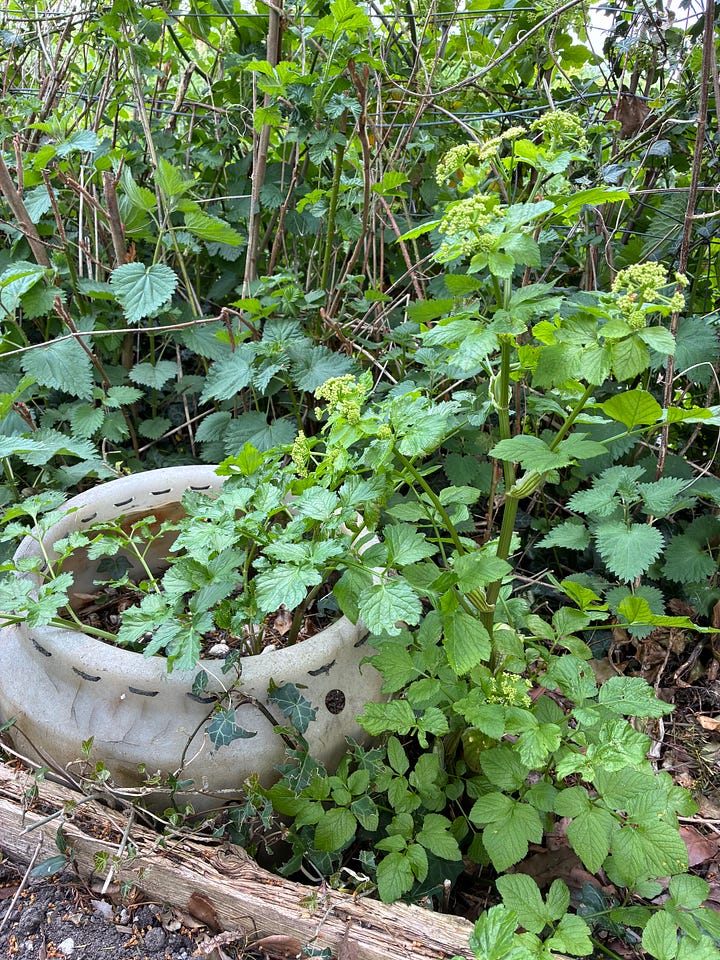 Pictures of edible alexanders and nettles