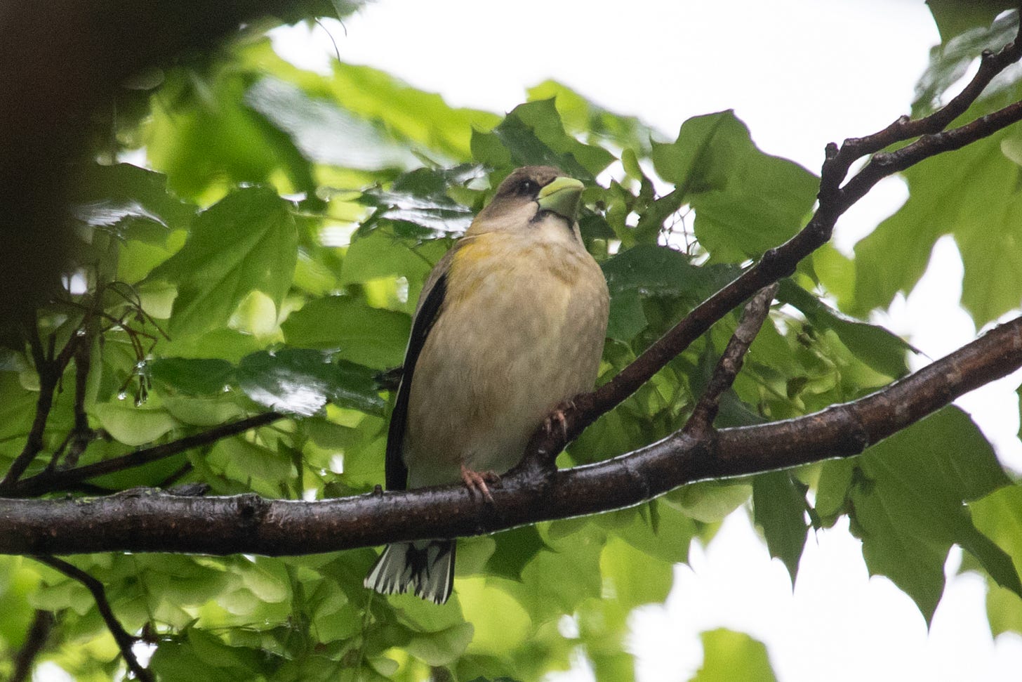 a yellow-gray finch with yellow shoulders and a huge yellow-green beak perching on a twig and looking to the right