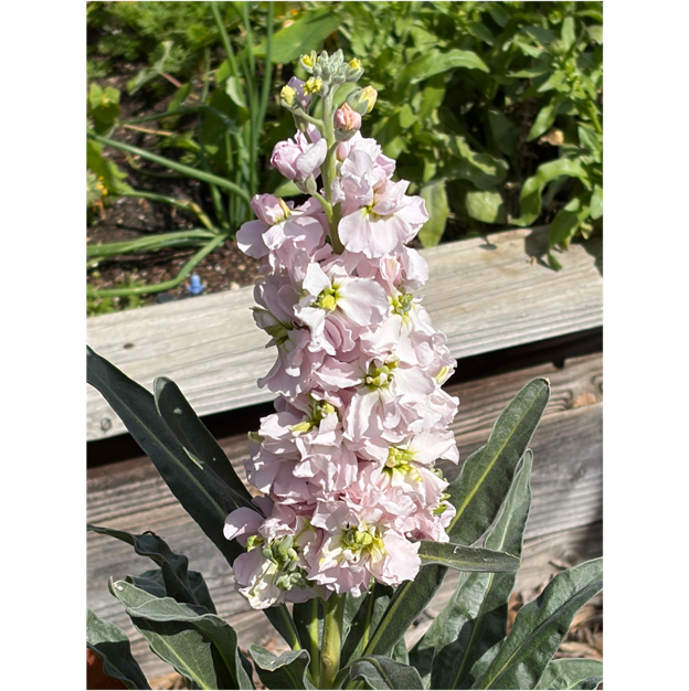 A close up of a flower
AI-generated content may be incorrect. A close up of a flower
AI-generated content may be incorrect.