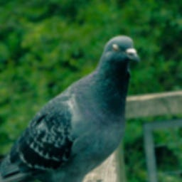 In Conversation With Birds