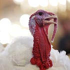 A Defense of the Thanksgiving Turkey