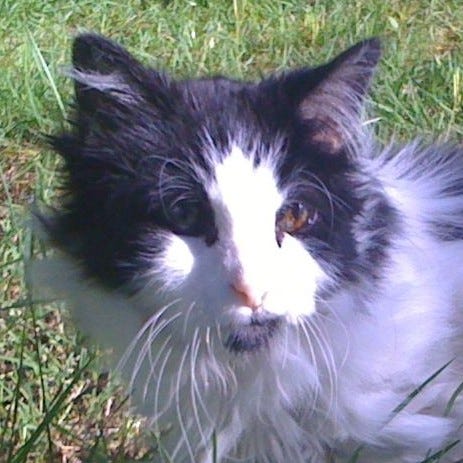 A gallery of three close cropped head photos of Spot from images from the post.