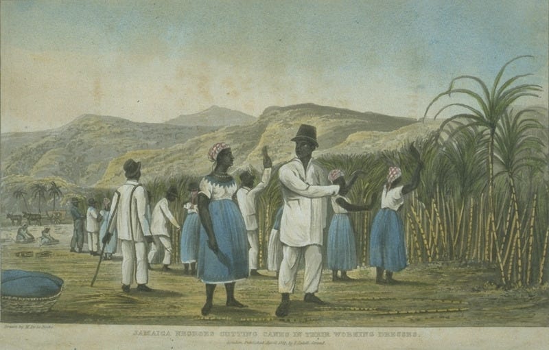 Caption, Jamaica Negroes Cutting Cane in their Working Dresses. Men and women in first gang cutting cane; supervised by a black driver with his staff. Caption, Jamaica Negroes Cutting Cane in their Working Dresses. Men and women in first gang cutting cane; supervised by a black driver with his staff.