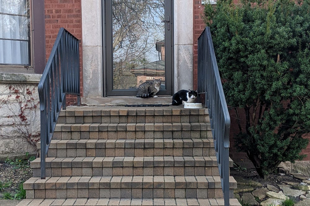 A gray and white cat and a black and white cat sitting together on a brick stoop A gray and white cat and a black and white cat sitting together on a brick stoop