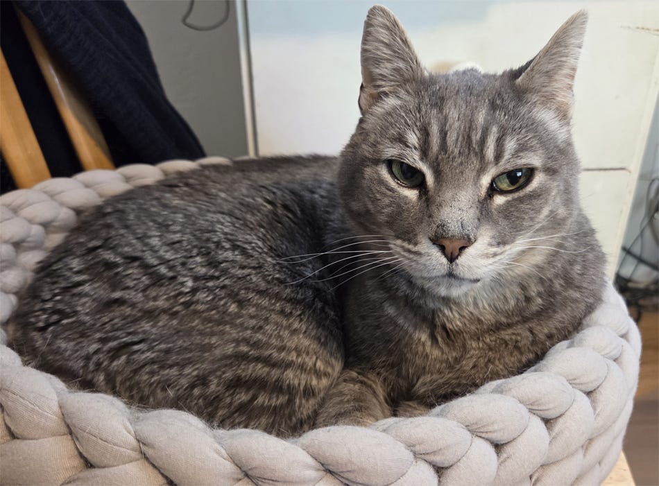 My grey tabby cat Thornton an hour or so after the first photo, lying calmly in his little round fabric 'basket' bed, shortly before curling up and going to sleep. My grey tabby cat Thornton an hour or so after the first photo, lying calmly in his little round fabric 'basket' bed, shortly before curling up and going to sleep.