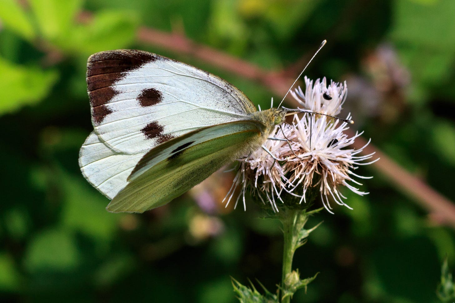 Large white butterfly © Felicity Martin