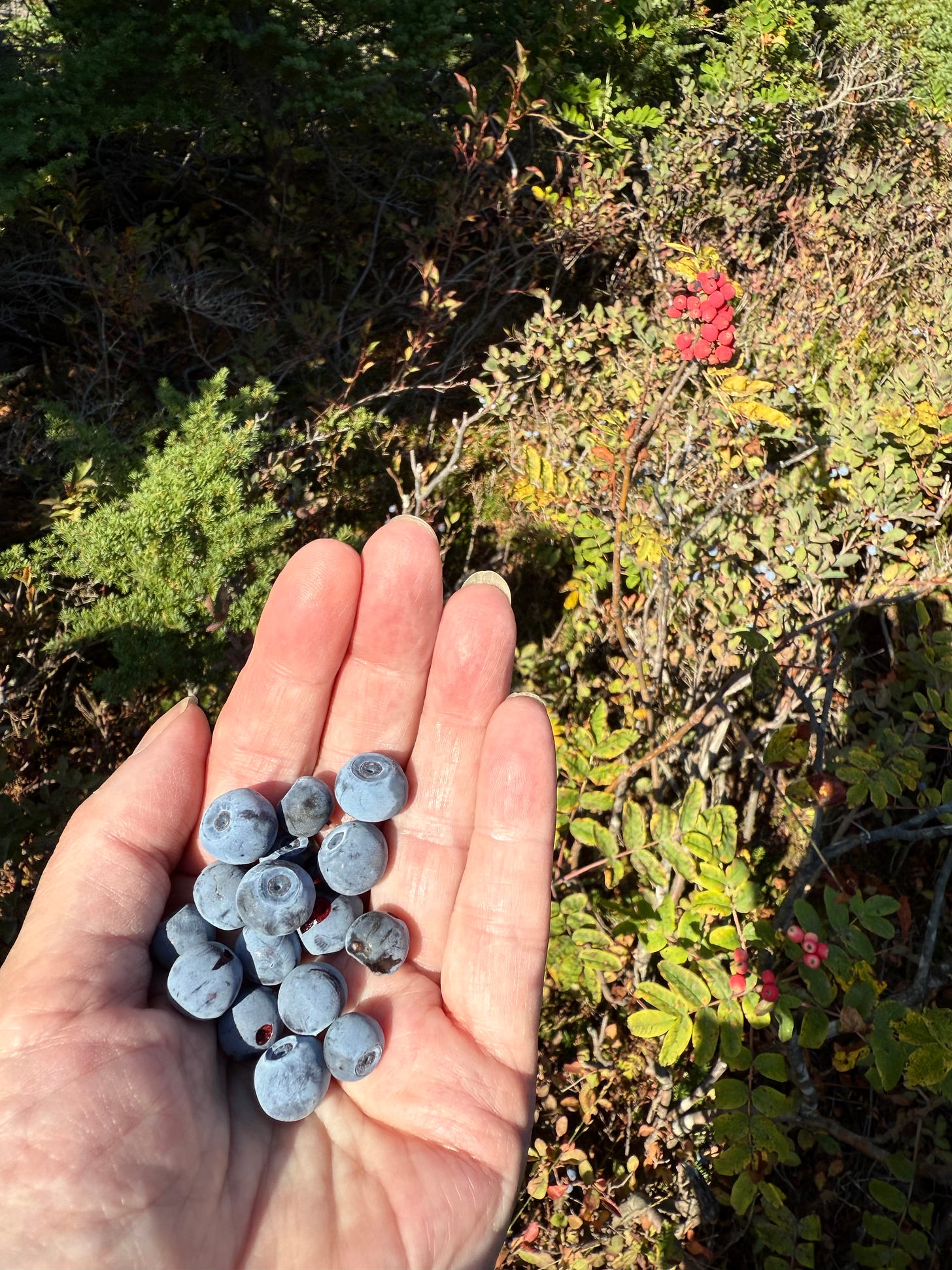 Gathering wild blueberries. Yum!  Photo by JPC.