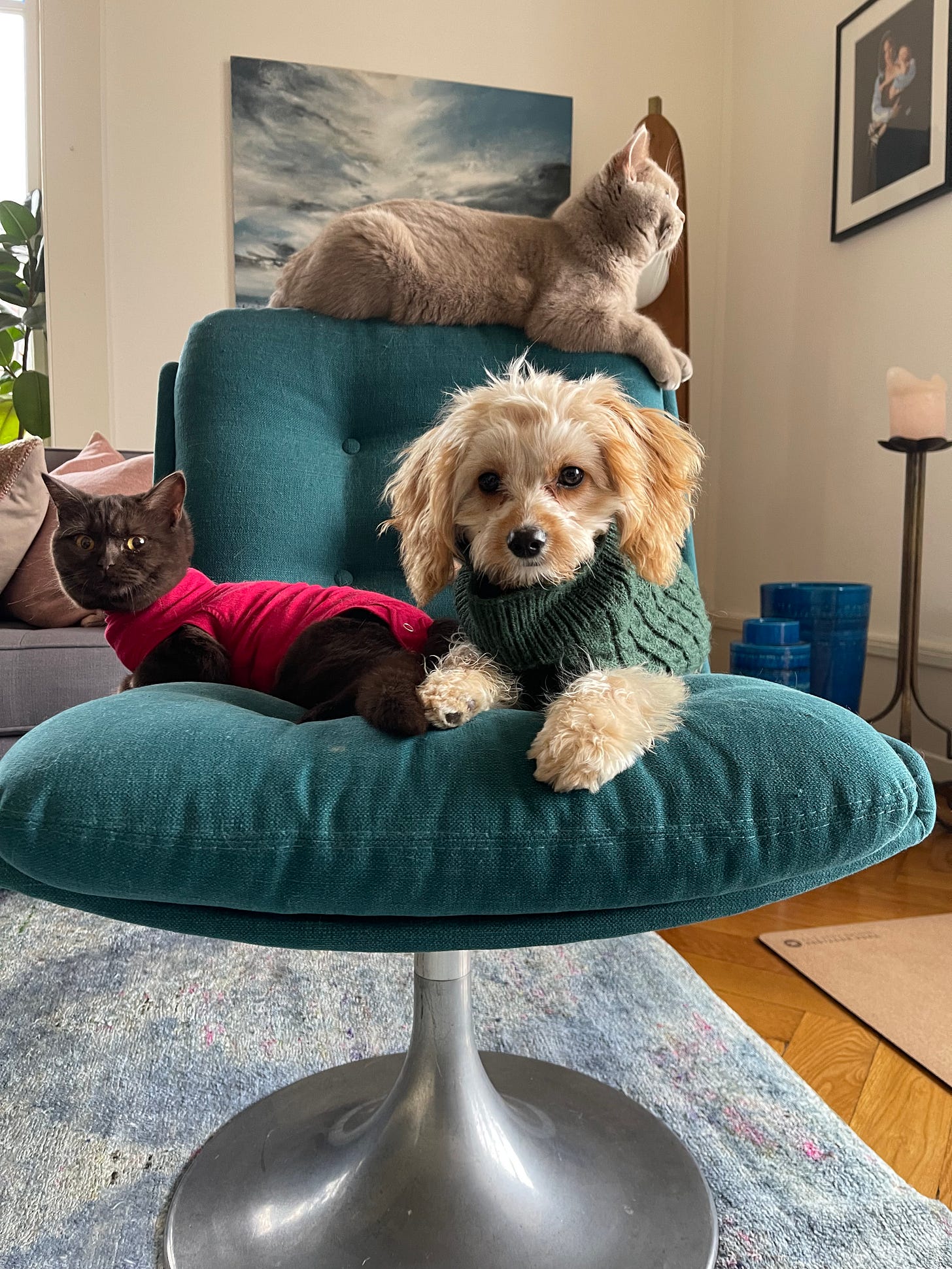 a picture of Anne's three pets, Lalah, Kellan and Nandi