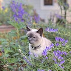Garden Keeping Journal - July Edition