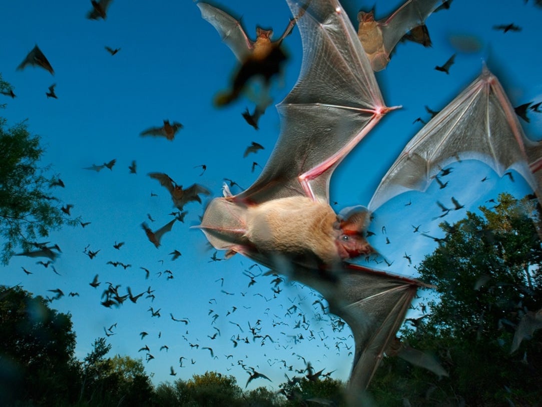 Mexican Free-Tailed Bats, Texas | National Geographic Mexican Free-Tailed Bats, Texas | National Geographic