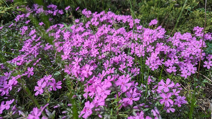 На зображеннях квіти та рослини: жовтого, фіолетового та рожевого кольору.